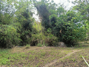 Lot For Sale Getafe Bohol 17,860 Sqm Propertyph