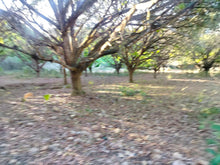 Load image into Gallery viewer, Lot For Sale Tuburan Cebu 50,000 Sqm Propertyph