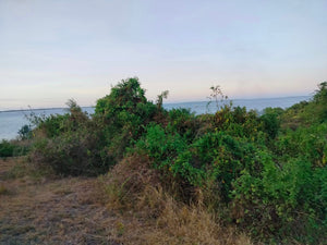 Lot For Sale Seaview Talibon Bohol 3,286 Sqm Propertyph.net