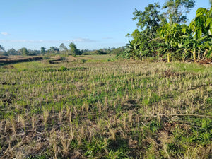 Lot For Sale Alicia Bohol 45,000 Sqm Propertyph