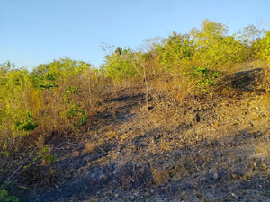 Overlooking Seaview Lot For Sale Tuburan Cebu 70,000 Sqm Propertyph