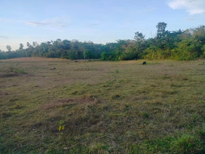 Lot For Sale Inabanga Bohol 16,000 Sqm Propertyph