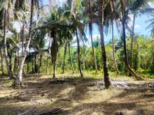 Load image into Gallery viewer, Lot For Sale With 3,000+ Coconut Trees Tuburan Cebu 51,000 Sqm Propertyph.net