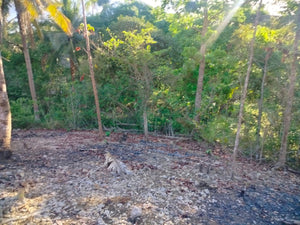 Lot For Sale Tuburan Cebu 50,000 Sqm Propertyph