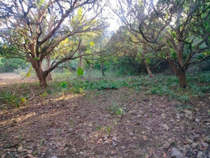 Lot For Sale Tuburan Cebu 50,000 Sqm Propertyph