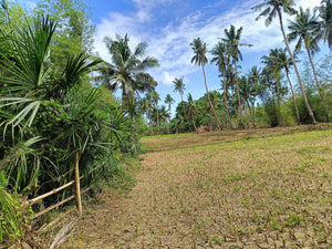 Lot For Sale Getafe Bohol 17,860 Sqm Propertyph