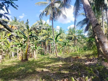 Load image into Gallery viewer, Lot For Sale With 3,000+ Coconut Trees Tuburan Cebu 51,000 Sqm Propertyph.net