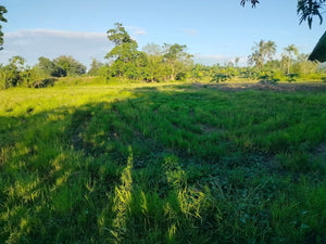 Lot For Sale Alicia Bohol 45,000 Sqm Propertyph