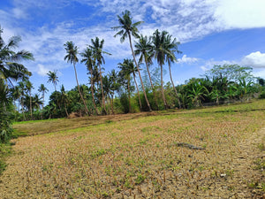 Lot For Sale Getafe Bohol 17,860 Sqm Propertyph