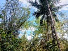 Load image into Gallery viewer, Lot For Sale With 3,000+ Coconut Trees Tuburan Cebu 51,000 Sqm Propertyph.net