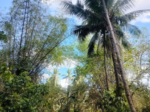 Lot For Sale With 3,000+ Coconut Trees Tuburan Cebu 51,000 Sqm Propertyph.net