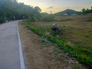 Lot For Sale Inabanga Bohol 16,000 Sqm Propertyph