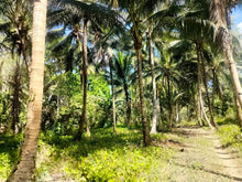 Load image into Gallery viewer, Lot For Sale With 3,000+ Coconut Trees Tuburan Cebu 51,000 Sqm Propertyph.net