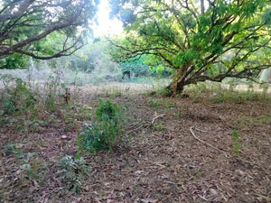 Lot For Sale Tuburan Cebu 50,000 Sqm Propertyph