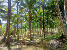 Load image into Gallery viewer, Lot For Sale With 3,000+ Coconut Trees Tuburan Cebu 51,000 Sqm Propertyph.net