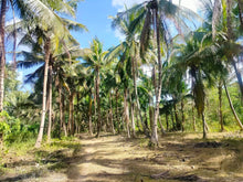 Load image into Gallery viewer, Lot For Sale With 3,000+ Coconut Trees Tuburan Cebu 51,000 Sqm Propertyph.net