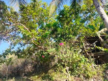 Load image into Gallery viewer, Lot For Sale Tuburan Cebu 50,000 Sqm Propertyph