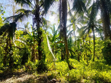 Load image into Gallery viewer, Lot For Sale With 3,000+ Coconut Trees Tuburan Cebu 51,000 Sqm Propertyph.net