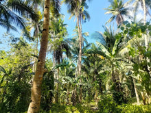 Load image into Gallery viewer, Lot For Sale With 3,000+ Coconut Trees Tuburan Cebu 51,000 Sqm Propertyph.net