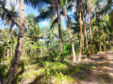 Load image into Gallery viewer, Lot For Sale With 3,000+ Coconut Trees Tuburan Cebu 51,000 Sqm Propertyph.net