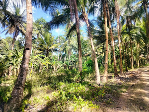 Lot For Sale With 3,000+ Coconut Trees Tuburan Cebu 51,000 Sqm Propertyph.net