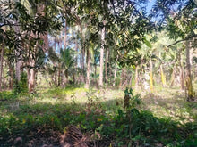 Load image into Gallery viewer, Lot For Sale With 3,000+ Coconut Trees Tuburan Cebu 51,000 Sqm Propertyph.net