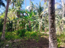 Load image into Gallery viewer, Lot For Sale With 3,000+ Coconut Trees Tuburan Cebu 51,000 Sqm Propertyph.net