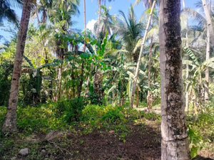 Lot For Sale With 3,000+ Coconut Trees Tuburan Cebu 51,000 Sqm Propertyph.net