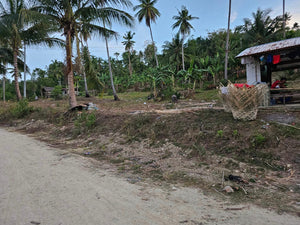 Lot For Sale In Manlapay Dumanjug Cebu 62,000 Sqm Propertyph.net