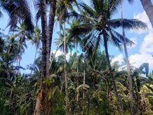 Load image into Gallery viewer, Lot For Sale With 3,000+ Coconut Trees Tuburan Cebu 51,000 Sqm Propertyph.net