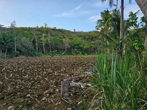 Lot For Sale In Dumanjug Cebu 84,000 Sqm Propertyph.net