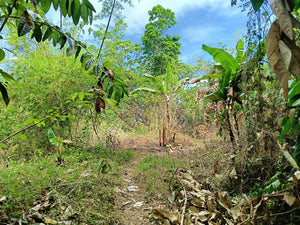 Lot For Sale Getafe Bohol 17,860 Sqm Propertyph