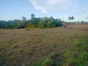 Lot For Sale Inabanga Bohol 16,000 Sqm Propertyph