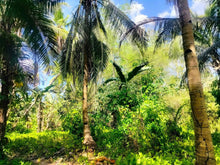 Load image into Gallery viewer, Lot For Sale With 3,000+ Coconut Trees Tuburan Cebu 51,000 Sqm Propertyph.net