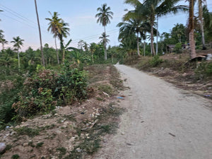 Lot For Sale In Manlapay Dumanjug Cebu 62,000 Sqm Propertyph.net