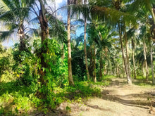 Load image into Gallery viewer, Lot For Sale With 3,000+ Coconut Trees Tuburan Cebu 51,000 Sqm Propertyph.net