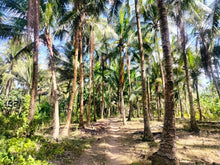 Load image into Gallery viewer, Lot For Sale With 3,000+ Coconut Trees Tuburan Cebu 51,000 Sqm Propertyph.net