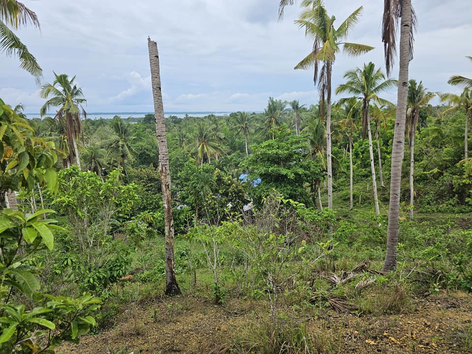 3,696 sqm seaview lot for sale at Loon Bohol 1.6m net