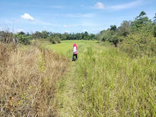 Load image into Gallery viewer, 2.5 hectares with coconut &amp; ricefield for sale at Trinidad Bohol