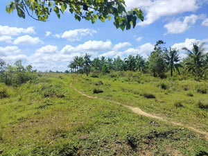 2.5 hectares with coconut & ricefield for sale at Trinidad Bohol