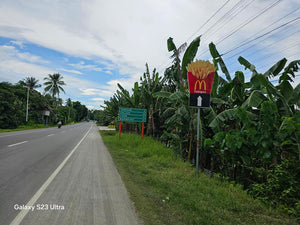 1.1 ha with coconut, banana and fruit trees at Tubigon Bohol 250/sqm