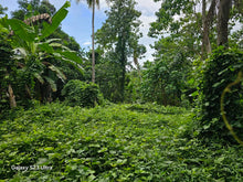 Load image into Gallery viewer, 1.1 ha with coconut, banana and fruit trees at Tubigon Bohol 250/sqm