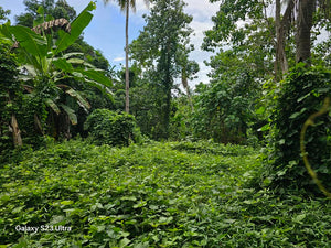 1.1 ha with coconut, banana and fruit trees at Tubigon Bohol 250/sqm