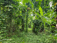 Load image into Gallery viewer, 1.1 ha with coconut, banana and fruit trees at Tubigon Bohol 250/sqm