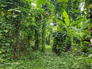 1.1 ha with coconut, banana and fruit trees at Tubigon Bohol 250/sqm