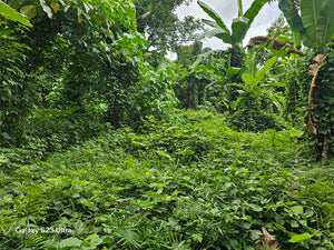 1.1 ha with coconut, banana and fruit trees at Tubigon Bohol 250/sqm