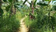 Load image into Gallery viewer, 1.6 ha with coconut trees &amp; corn for sale at Aloguinsan Cebu