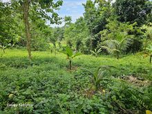 Load image into Gallery viewer, 9,000 sqm lot for sale in Clarin Bohol Philippines