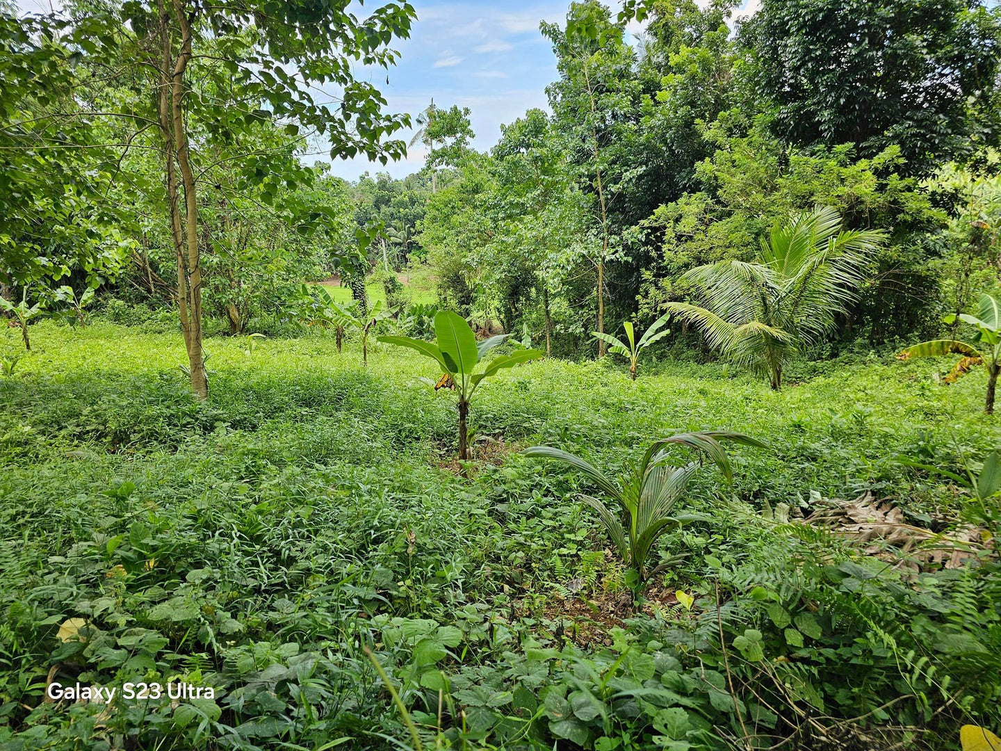 9,000 sqm lot for sale in Clarin Bohol Philippines