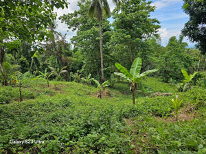 9,000 sqm lot for sale in Clarin Bohol Philippines